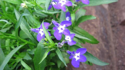 Foto de variedad de flores para ser usadas como: Maceta, planta de temporada, patio Lobelia California® Dark Blue with eye