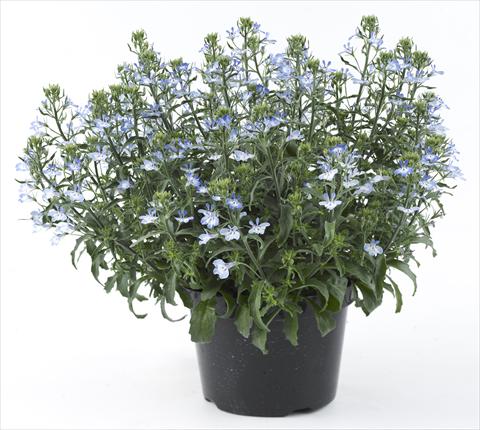 Foto de variedad de flores para ser usadas como: Maceta, planta de temporada, patio Lobelia California® Light Blue White