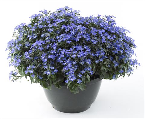 Foto de variedad de flores para ser usadas como: Maceta, planta de temporada, patio Lobelia California® Sky Blue