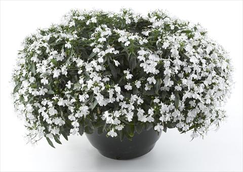 Foto de variedad de flores para ser usadas como: Maceta, planta de temporada, patio Lobelia California® White