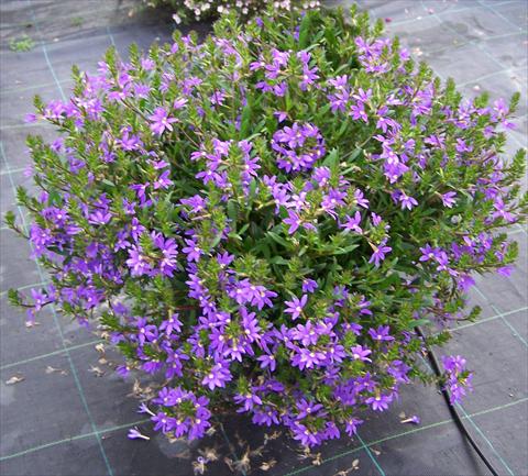Foto de variedad de flores para ser usadas como: Maceta, patio, Tarrina de colgar Scaevola aemula Compact Blue