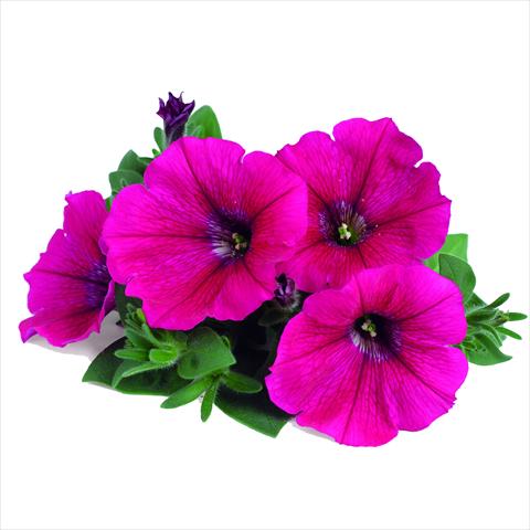 Foto de variedad de flores para ser usadas como: Tarrina de colgar / Maceta Petunia RED FOX Potunia® Neon