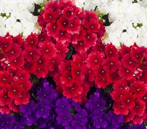 Foto de variedad de flores para ser usadas como: Maceta, patio, Tarrina de colgar 3 Combo RED FOX Confetti Garden Trio Empress Liberty