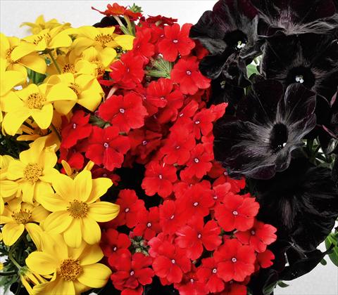 Foto de variedad de flores para ser usadas como: Maceta, patio, Tarrina de colgar 3 Combo RED FOX Confetti Garden Trio Oktoberfest