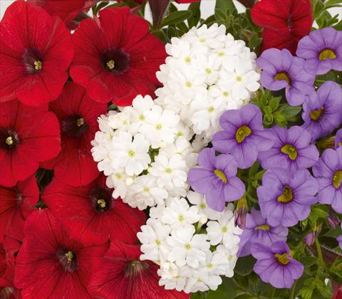 Foto de variedad de flores para ser usadas como: Maceta, patio, Tarrina de colgar 3 Combo RED FOX Confetti Garden Trio Patriot