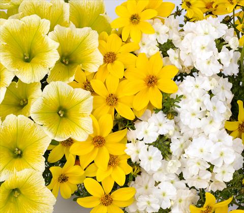 Foto de variedad de flores para ser usadas como: Maceta, patio, Tarrina de colgar 3 Combo RED FOX Confetti Garden Trio Sunshine