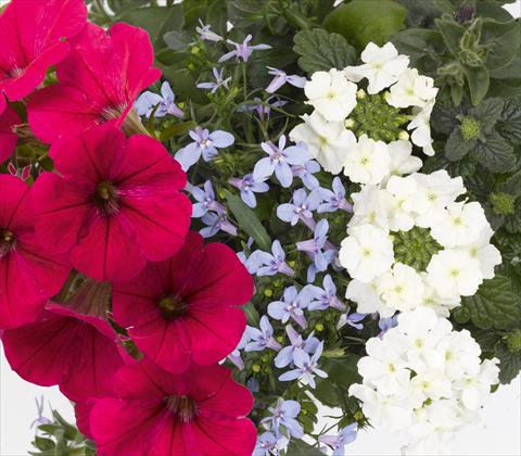 Foto de variedad de flores para ser usadas como: Maceta, patio, Tarrina de colgar 3 Combo RED FOX Confetti Garden Trio Water Wonders