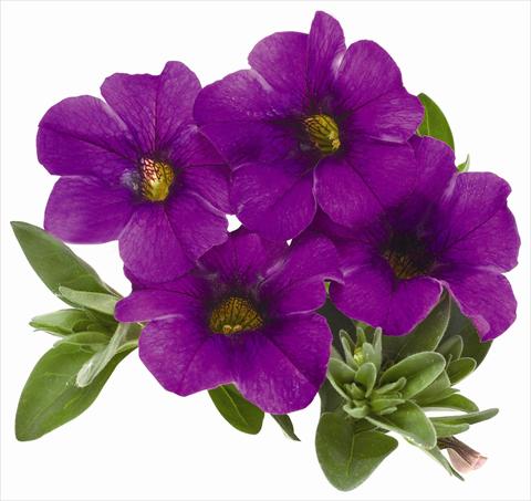 Foto de variedad de flores para ser usadas como: Maceta, patio, Tarrina de colgar Calibrachoa RED FOX Aloha® Kona Dark Lavender