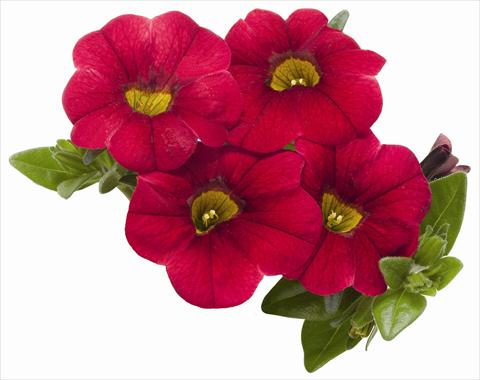 Foto de variedad de flores para ser usadas como: Maceta, patio, Tarrina de colgar Calibrachoa RED FOX Aloha® Kona Dark Red