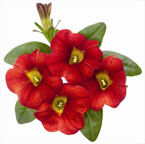 Foto de variedad de flores para ser usadas como: Maceta, patio, Tarrina de colgar Calibrachoa RED FOX Aloha® Fire 2012