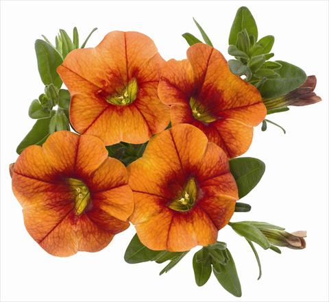 Foto de variedad de flores para ser usadas como: Maceta, patio, Tarrina de colgar Calibrachoa RED FOX Aloha® Kona Hot Orange
