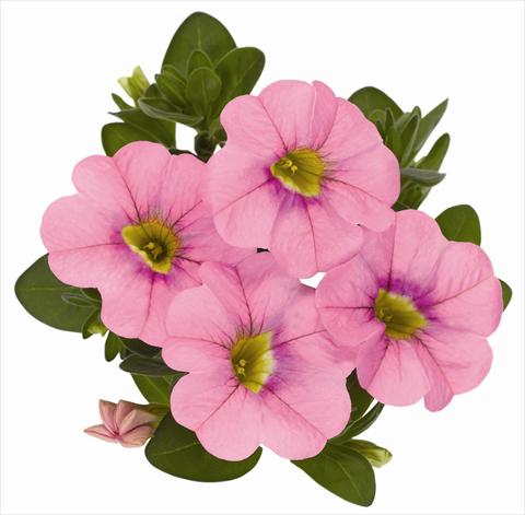 Foto de variedad de flores para ser usadas como: Maceta, patio, Tarrina de colgar Calibrachoa RED FOX Aloha® Kona Soft Pink