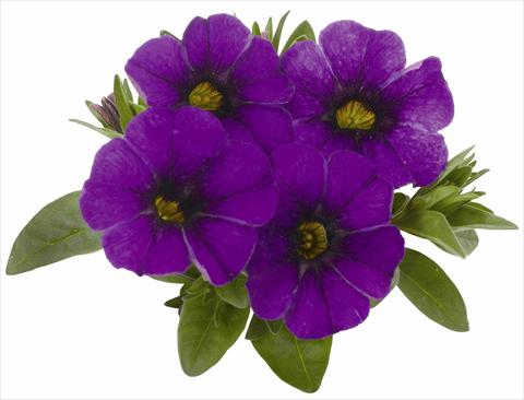 Foto de variedad de flores para ser usadas como: Maceta, patio, Tarrina de colgar Calibrachoa RED FOX Aloha® Kona True Blue