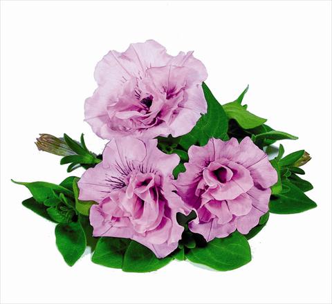 Foto de variedad de flores para ser usadas como: Tarrina de colgar / Maceta Petunia x hybrida RED FOX Double Surprise Soft Pink