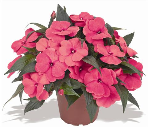 Foto de variedad de flores para ser usadas como: Maceta y planta de temporada Impatiens N. Guinea RED FOX Magnum Hot Pink