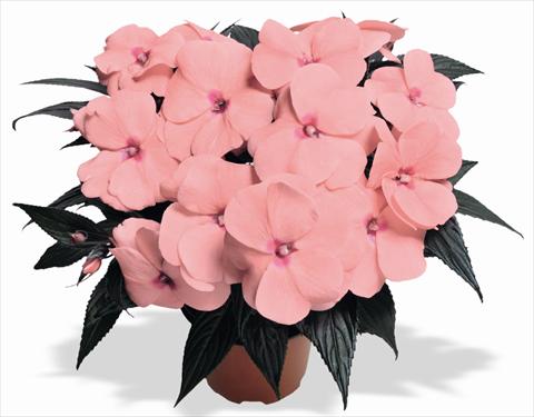 Foto de variedad de flores para ser usadas como: Maceta y planta de temporada Impatiens N. Guinea RED FOX Magnum Pink