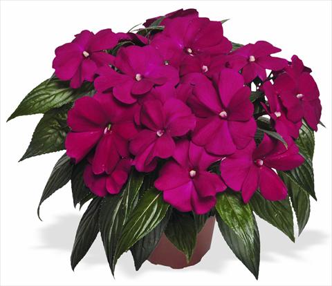 Foto de variedad de flores para ser usadas como: Maceta y planta de temporada Impatiens N. Guinea Magnum Purple
