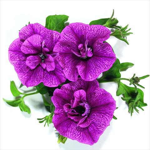 Foto de variedad de flores para ser usadas como: Tarrina de colgar / Maceta Petunia x hybrida RED FOX Double Surprise Purple Vein