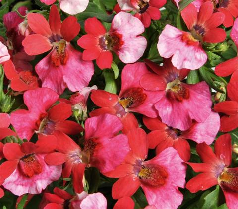 Foto de variedad de flores para ser usadas como: Tarrina de colgar / Maceta Nemesia RED FOX Nemo Pink Shades