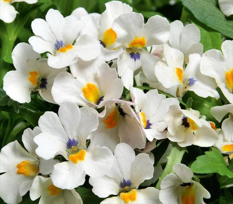 Foto de variedad de flores para ser usadas como: Tarrina de colgar / Maceta Nemesia RED FOX Nemo White