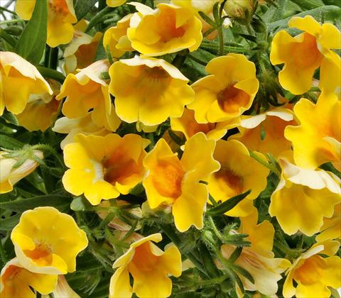 Foto de variedad de flores para ser usadas como: Tarrina de colgar / Maceta Nemesia RED FOX Nemo Yellow
