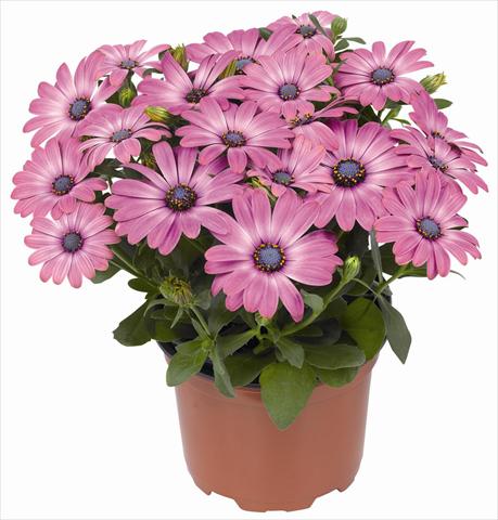 Foto de variedad de flores para ser usadas como: Maceta y planta de temporada Osteospermum RED FOX Summertime® Hot Pink