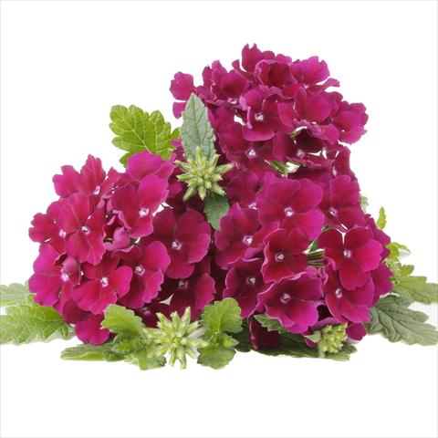 Foto de variedad de flores para ser usadas como: Maceta y planta de temporada Verbena RED FOX Empress Flair Burgundy