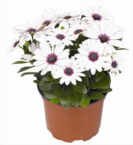 Foto de variedad de flores para ser usadas como: Maceta y planta de temporada Osteospermum RED FOX Summertime® Sweet White