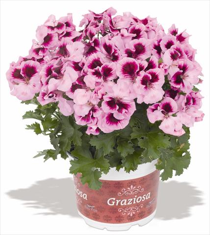 Foto de variedad de flores para ser usadas como: Patio, Maceta Pelargonium interspec. RED FOX Graziosa Royal Lavender