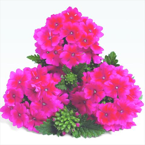 Foto de variedad de flores para ser usadas como: Maceta y planta de temporada Verbena RED FOX Empress Strawberry