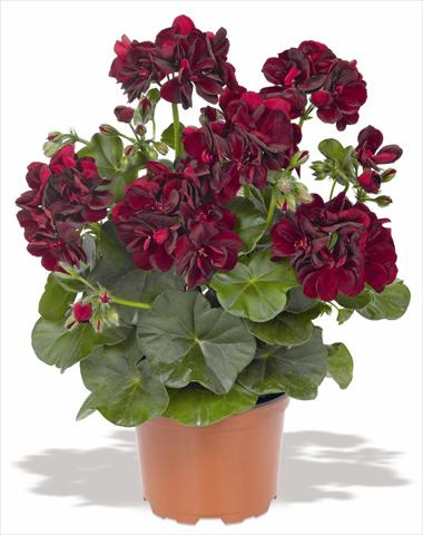 Foto de variedad de flores para ser usadas como: Maceta, patio, Tarrina de colgar Pelargonium peltatum RED FOX Pacific Black Night