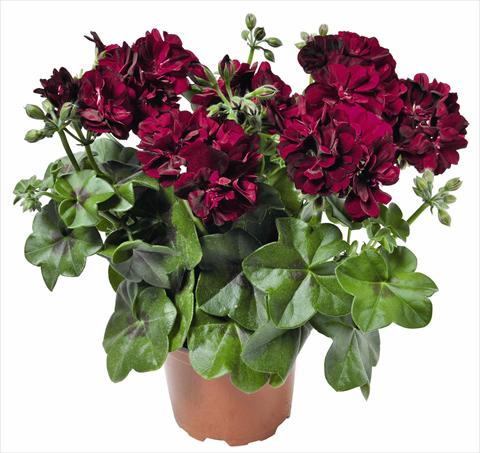 Foto de variedad de flores para ser usadas como: Maceta, patio, Tarrina de colgar Pelargonium peltatum RED FOX Great Balls of Fire Burgundy