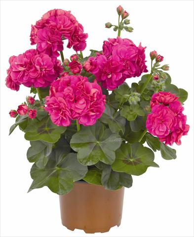 Foto de variedad de flores para ser usadas como: Maceta, patio, Tarrina de colgar Pelargonium peltatum RED FOX Great Balls of Fire Deep Rose