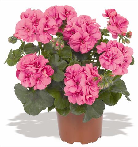 Foto de variedad de flores para ser usadas como: Maceta, patio, Tarrina de colgar Pelargonium peltatum RED FOX Great Balls of Fire Pink