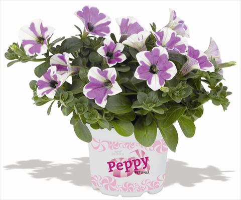 Foto de variedad de flores para ser usadas como: Maceta, patio, Tarrina de colgar Petunia RED FOX Peppy Lavender