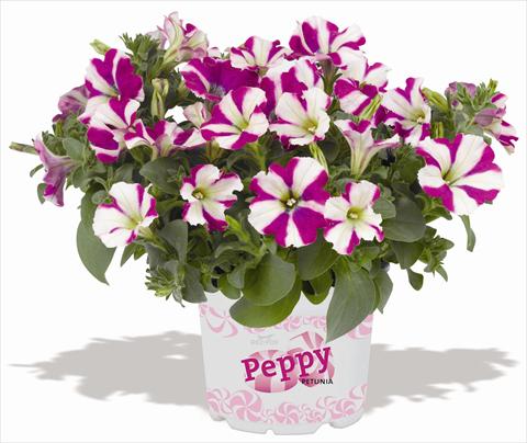 Foto de variedad de flores para ser usadas como: Maceta, patio, Tarrina de colgar Petunia RED FOX Peppy Purple