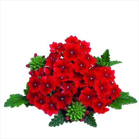 Foto de variedad de flores para ser usadas como: Maceta y planta de temporada Verbena RED FOX Empress Dark Red