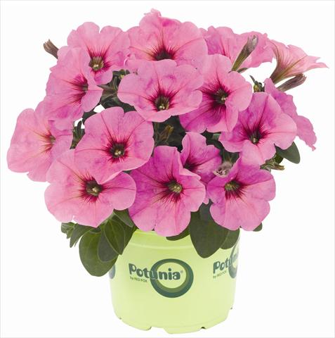 Foto de variedad de flores para ser usadas como: Maceta, patio, Tarrina de colgar Petunia x hybrida RED FOX Potunia® Plus Pinkalicious