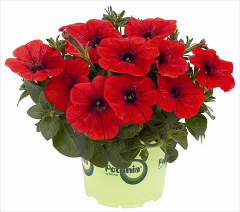 Foto de variedad de flores para ser usadas como: Maceta, patio, Tarrina de colgar Petunia x hybrida RED FOX Potunia® Plus Red