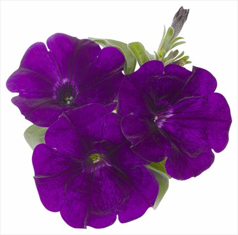 Foto de variedad de flores para ser usadas como: Maceta, planta de temporada, patio Petunia x hybrida RED FOX Surprise Midnight Blue