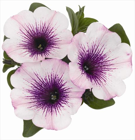 Foto de variedad de flores para ser usadas como: Maceta, planta de temporada, patio Petunia x hybrida RED FOX Surprise Purple Ice