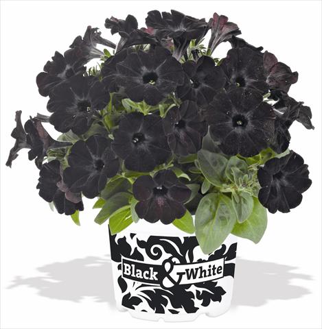 Foto de variedad de flores para ser usadas como: Maceta, planta de temporada, patio Petunia x hybrida RED FOX Sweetunia® Black Satin