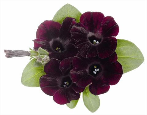 Foto de variedad de flores para ser usadas como: Maceta, planta de temporada, patio Petunia x hybrida RED FOX Sweetunia® Bordeaux