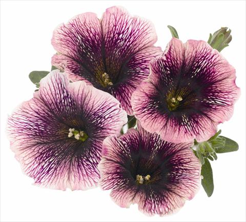 Foto de variedad de flores para ser usadas como: Maceta, planta de temporada, patio Petunia x hybrida RED FOX Sweetunia® Mystery