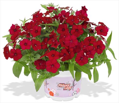 Foto de variedad de flores para ser usadas como: Maceta y planta de temporada Phlox maculata RED FOX Phloxy Lady Cherry Red