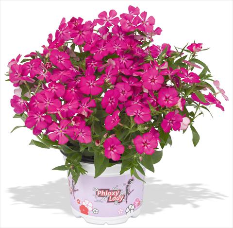 Foto de variedad de flores para ser usadas como: Maceta y planta de temporada Phlox maculata RED FOX Phloxy Lady Hot Pink
