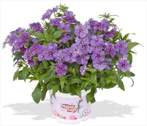 Foto de variedad de flores para ser usadas como: Maceta y planta de temporada Phlox maculata RED FOX Phloxy Lady Purple Sky