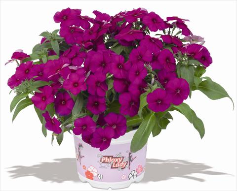 Foto de variedad de flores para ser usadas como: Maceta y planta de temporada Phlox maculata RED FOX Phloxy Lady Purple