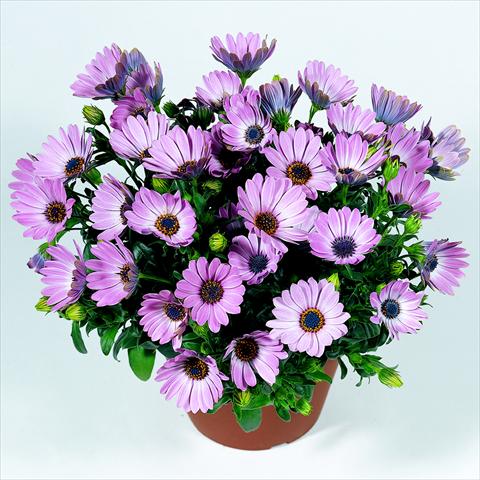 Foto de variedad de flores para ser usadas como: Maceta y planta de temporada Osteospermum RED FOX Summertime® Pink
