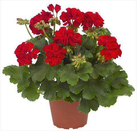 Foto de variedad de flores para ser usadas como: Patio, Maceta Pelargonium interspec. RED FOX Cumbanita Dark Red